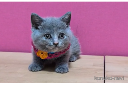 成約済の東京都のブリティッシュショートヘア-100755の4枚目